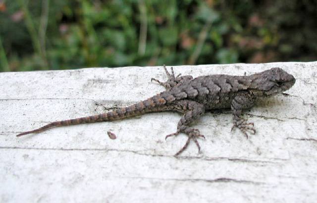 Fence Lizard